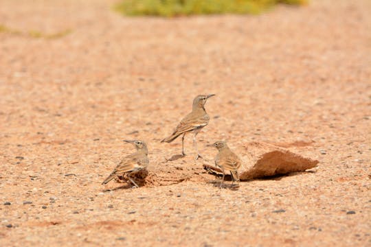 Vogelbeobachtung auf Boa Vista