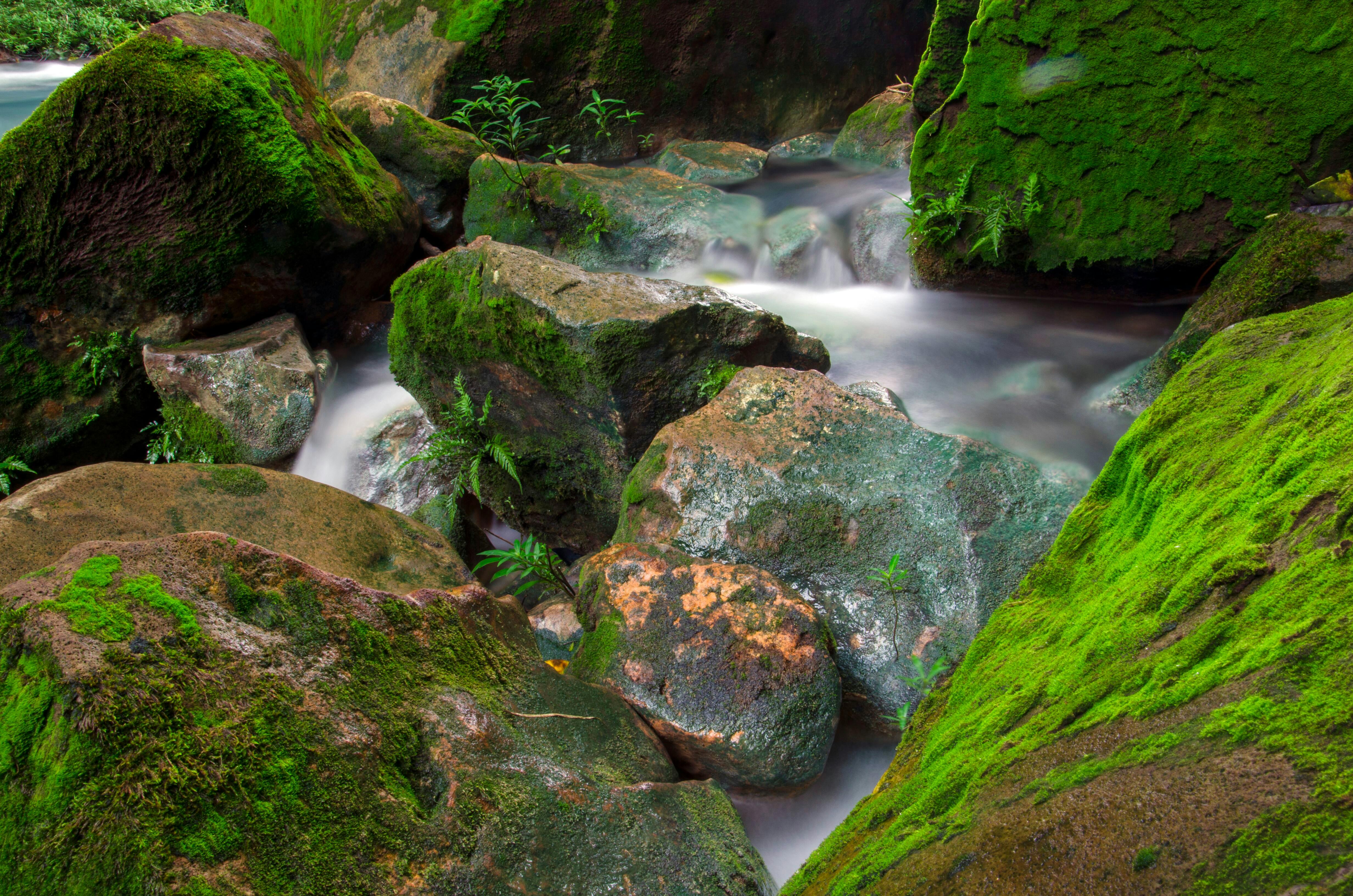 Hiking Tour in Tenorio Volcano National Park