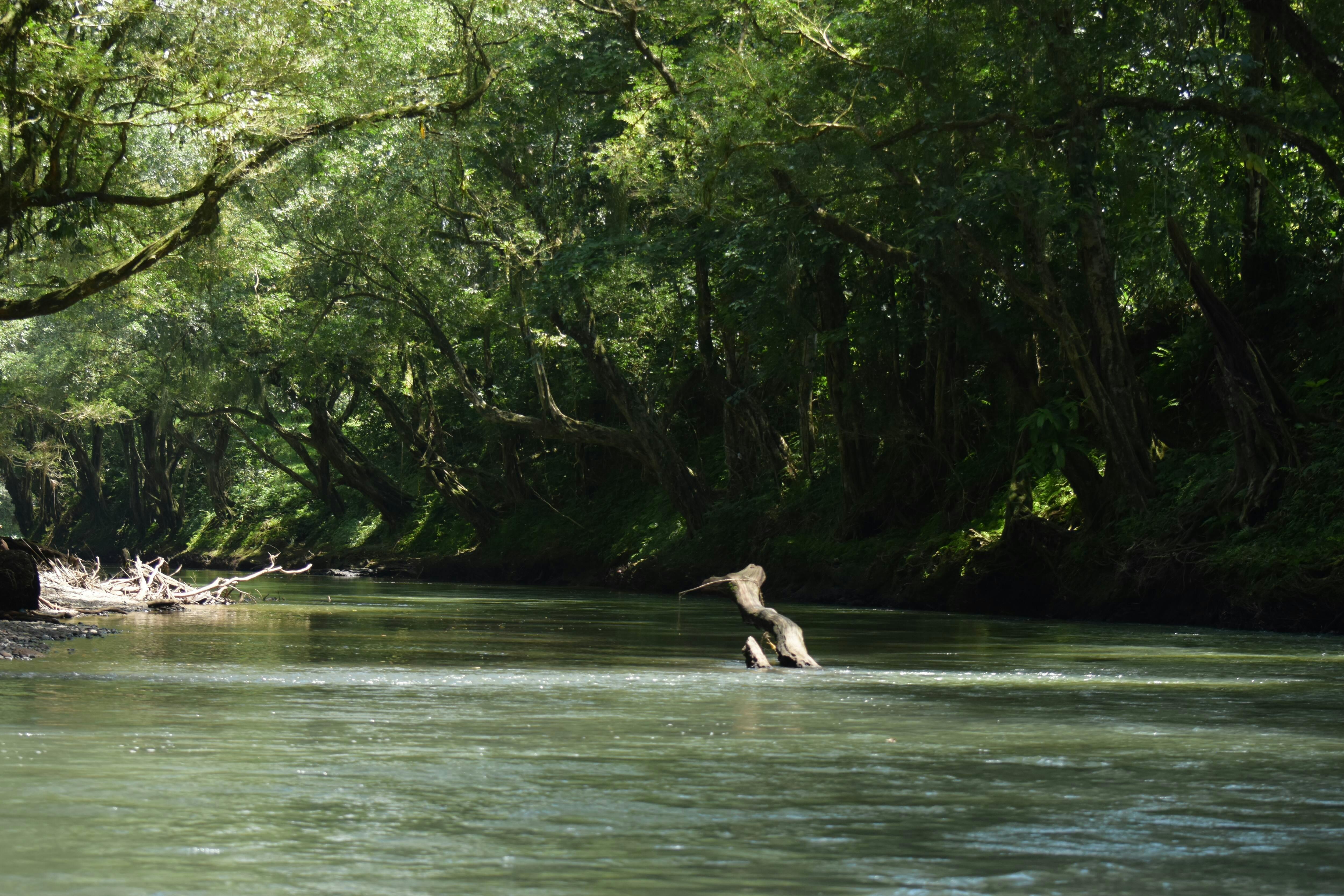 Peñas Blancas River Cruise and Chocolate Tasting