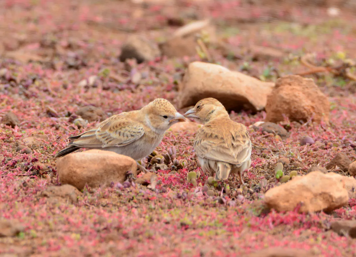 Boa Vista Birdwatching Experience