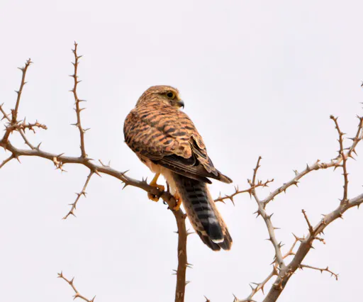 Boa Vista Birdwatching Experience