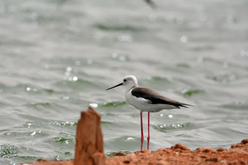 Boa Vista Birdwatching Experience