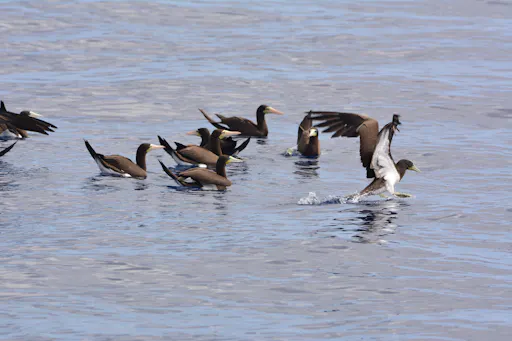 Boa Vista Birdwatching Experience