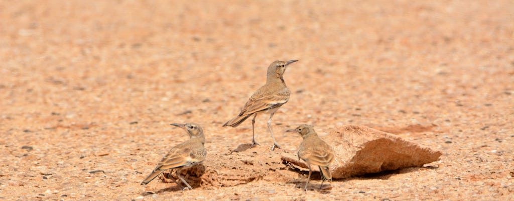 Expérience d'observation des oiseaux à Boa Vista