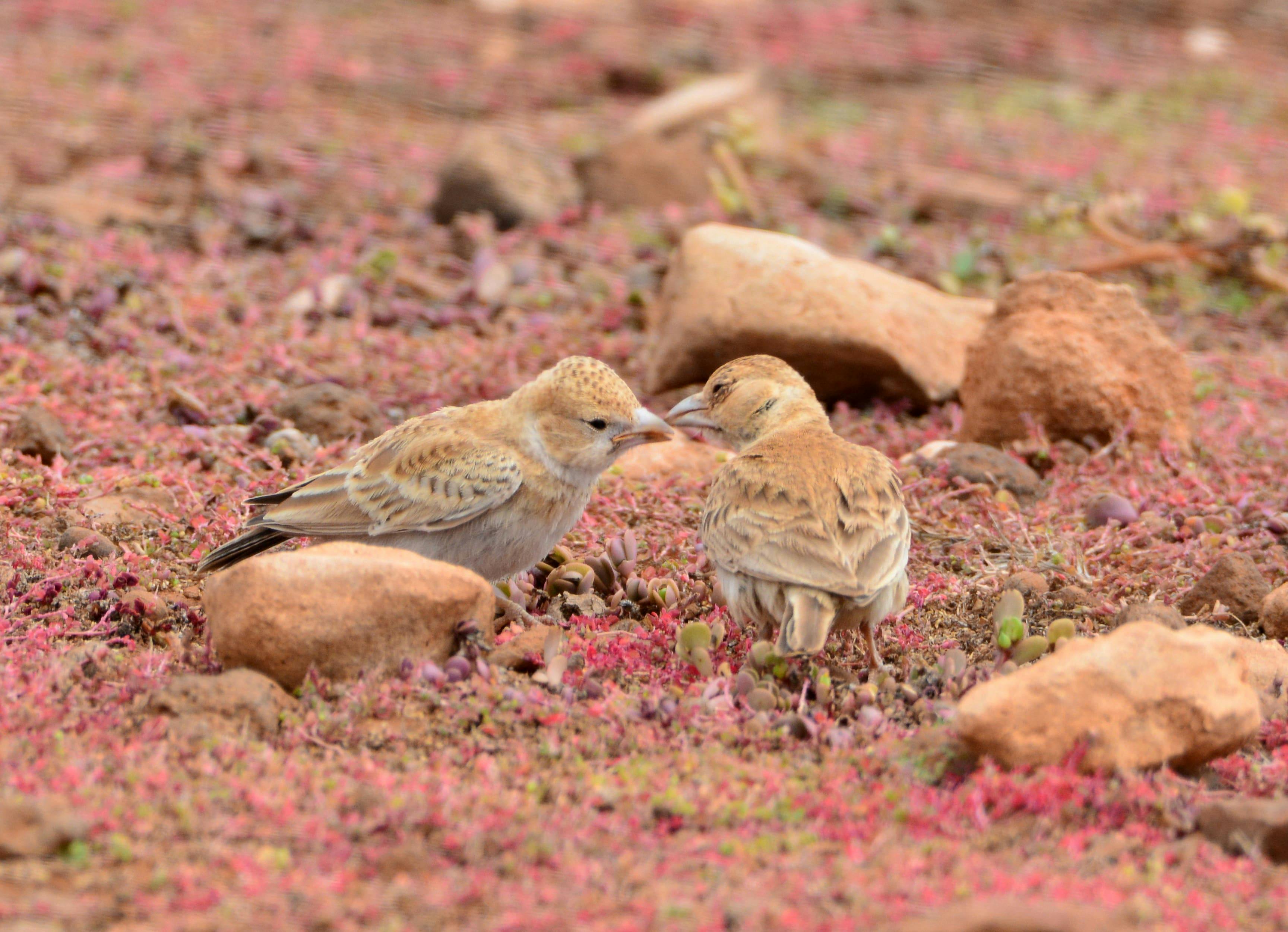 Boa Vista Birdwatching Experience