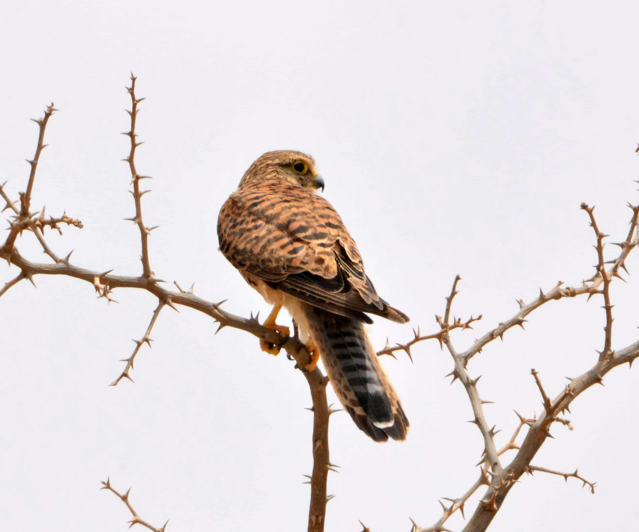 Boa Vista Birdwatching Experience
