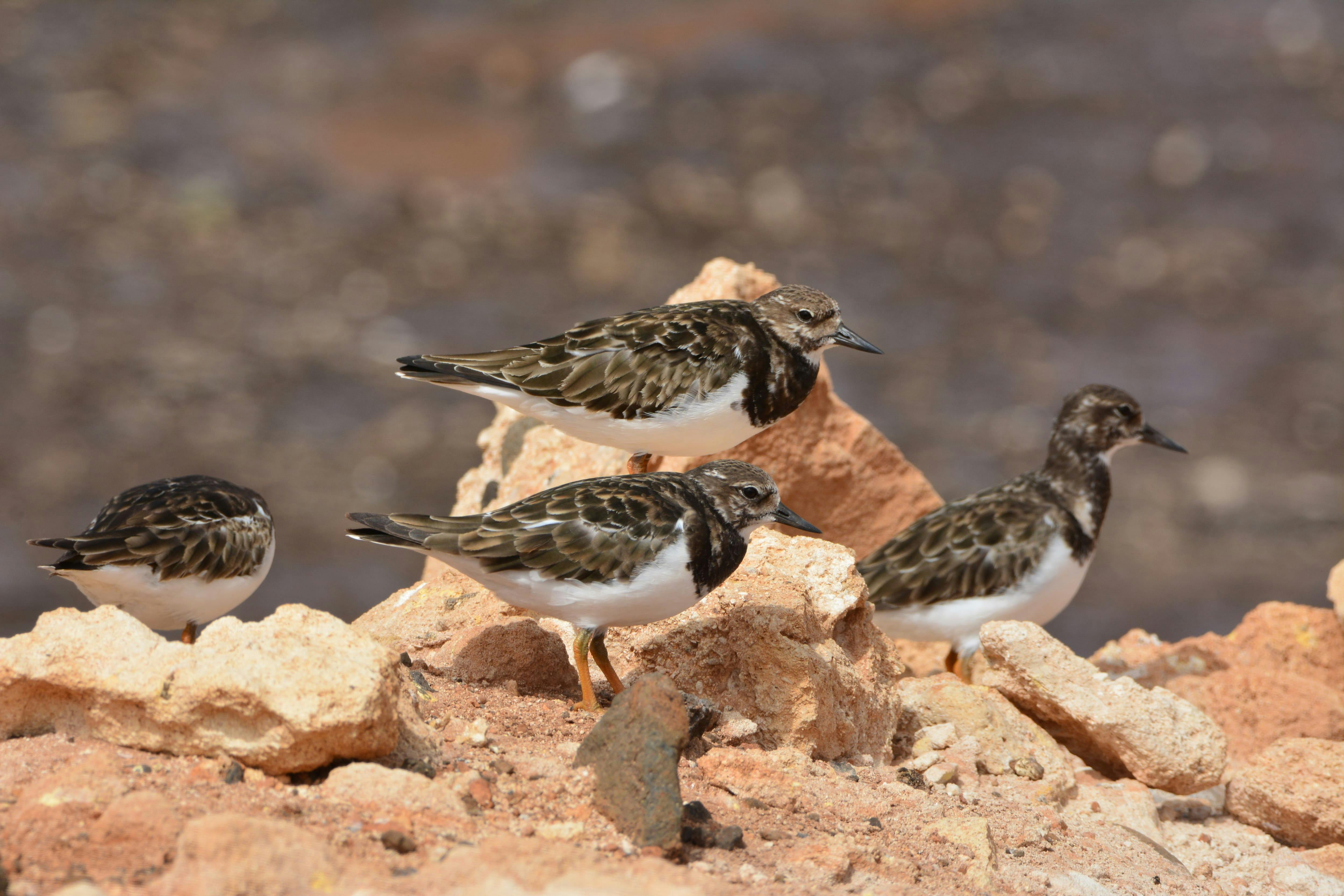 Boa Vista Birdwatching Experience