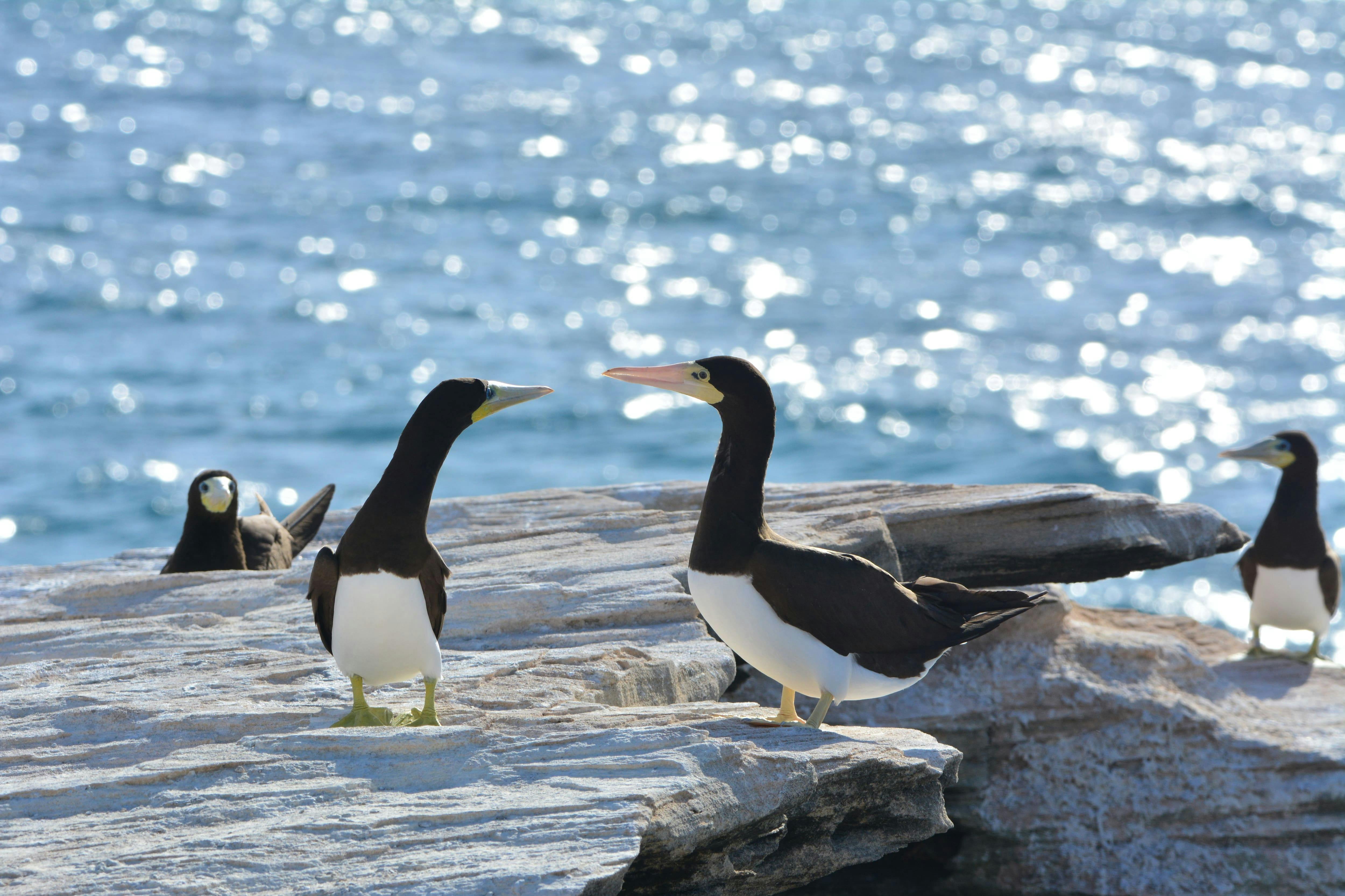 Boa Vista Birdwatching Experience