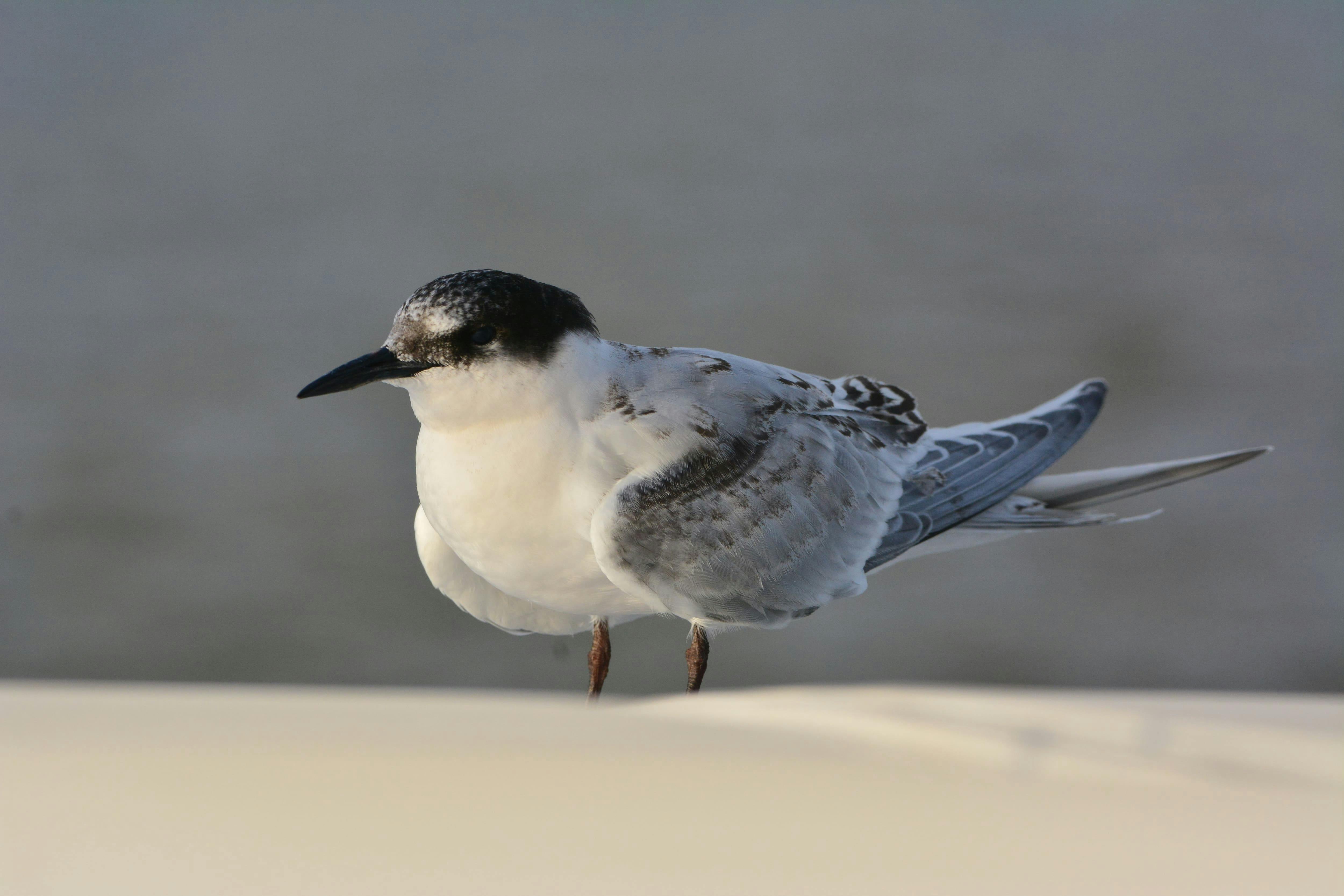 Boa Vista Birdwatching Experience