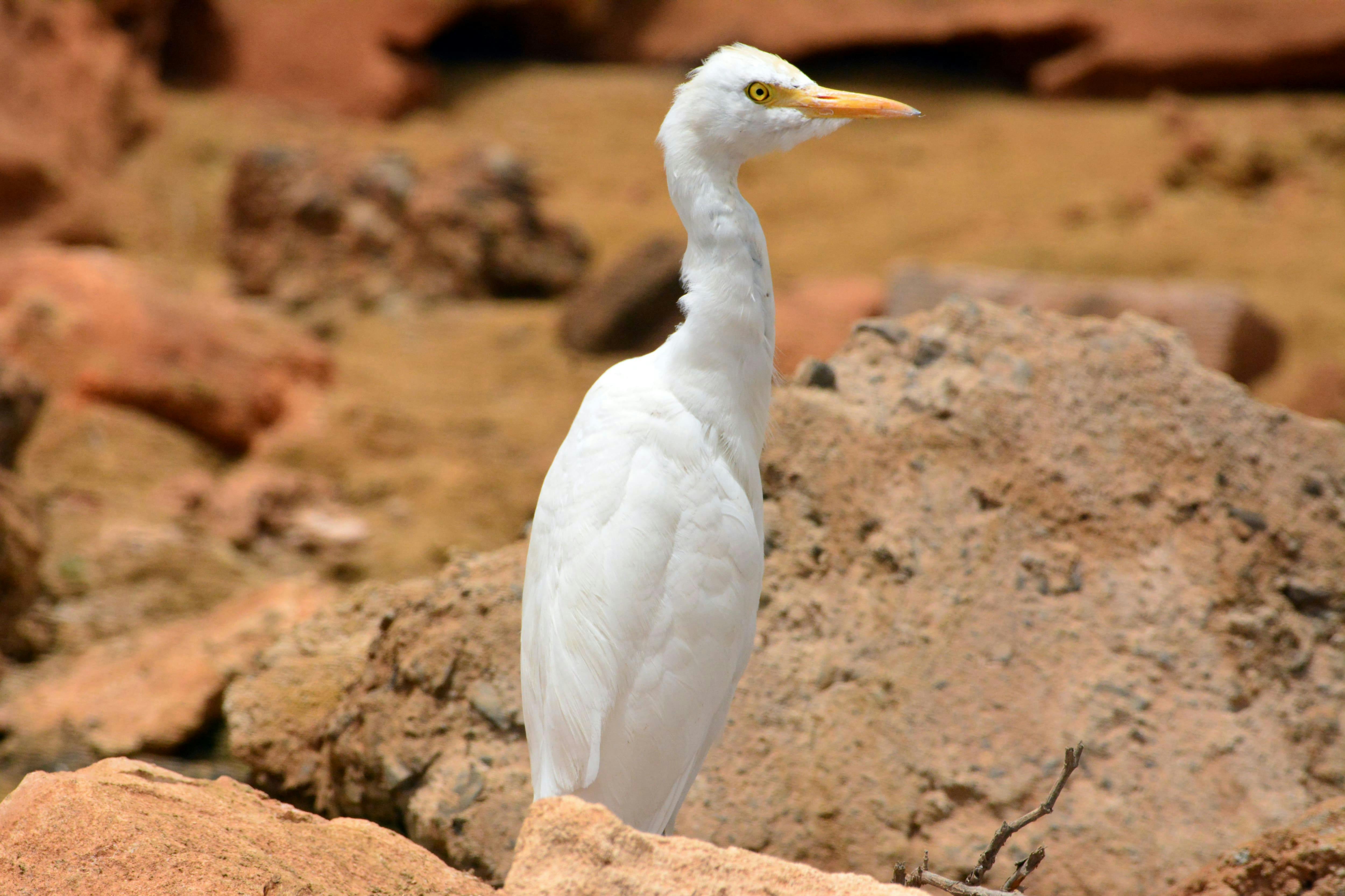 Boa Vista Birdwatching Experience