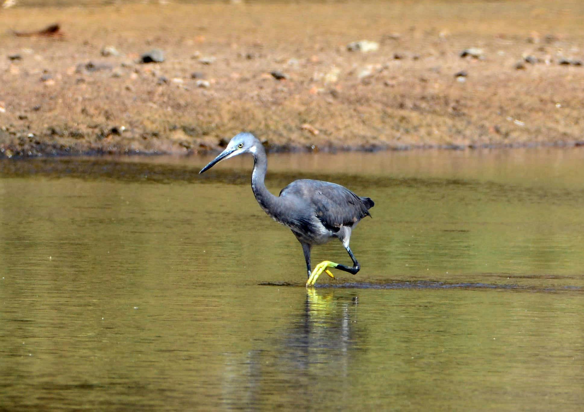 Boa Vista Birdwatching Experience