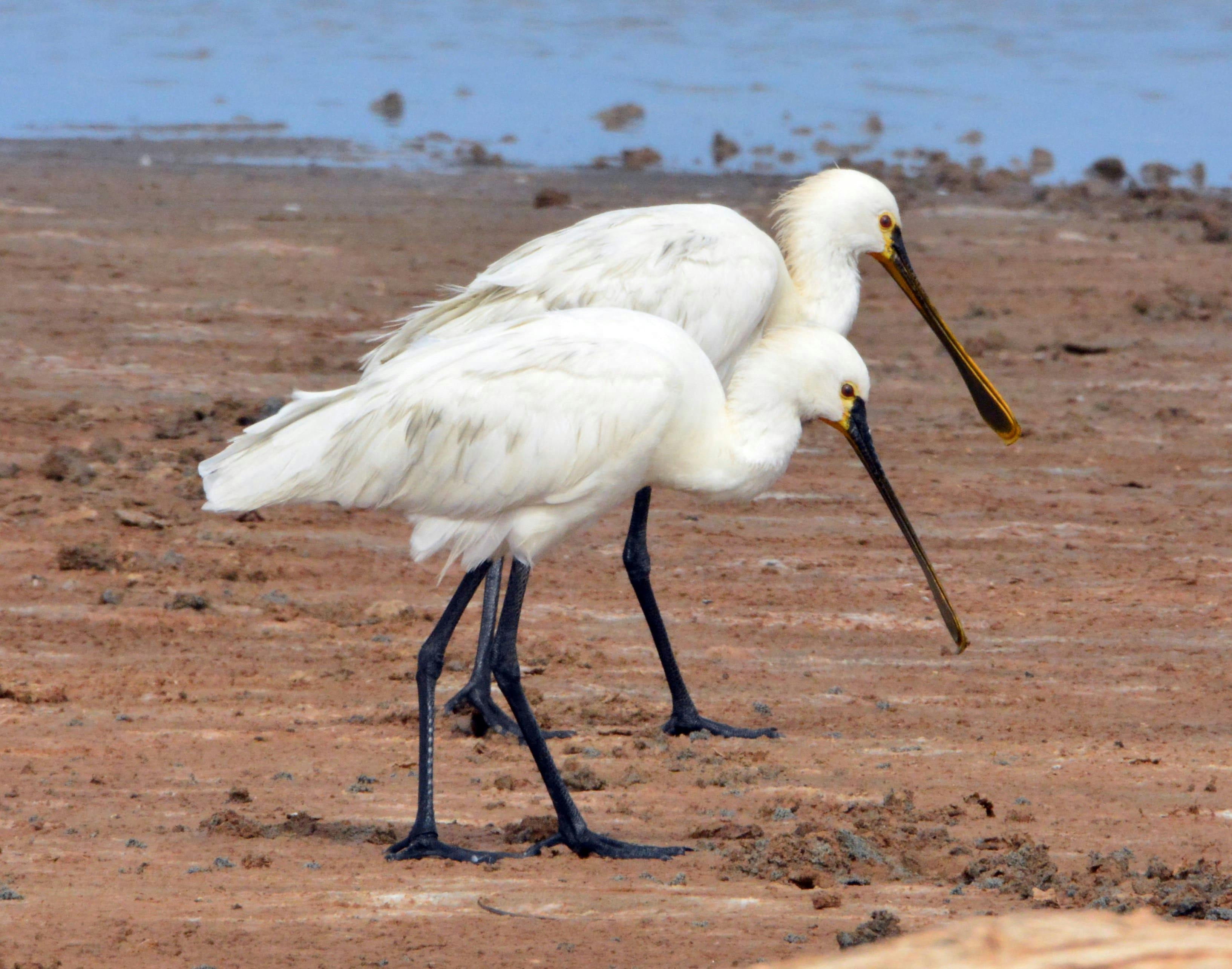 Boa Vista Birdwatching Experience