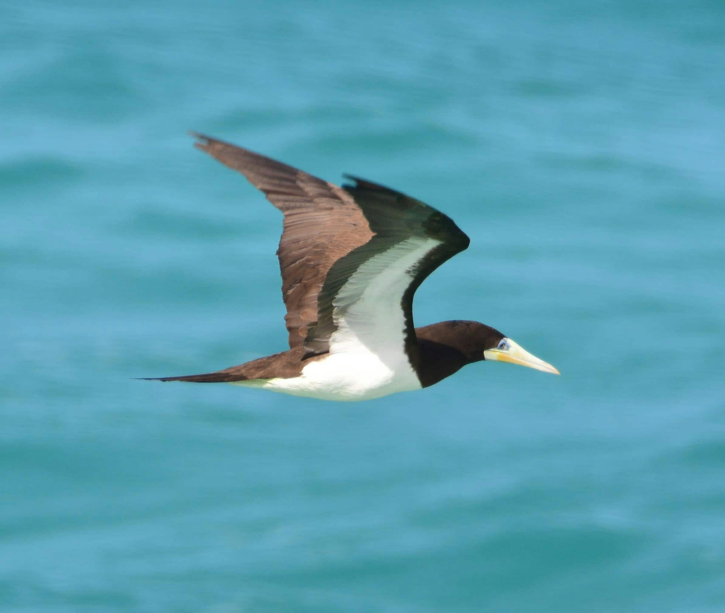 Boa Vista Birdwatching Experience