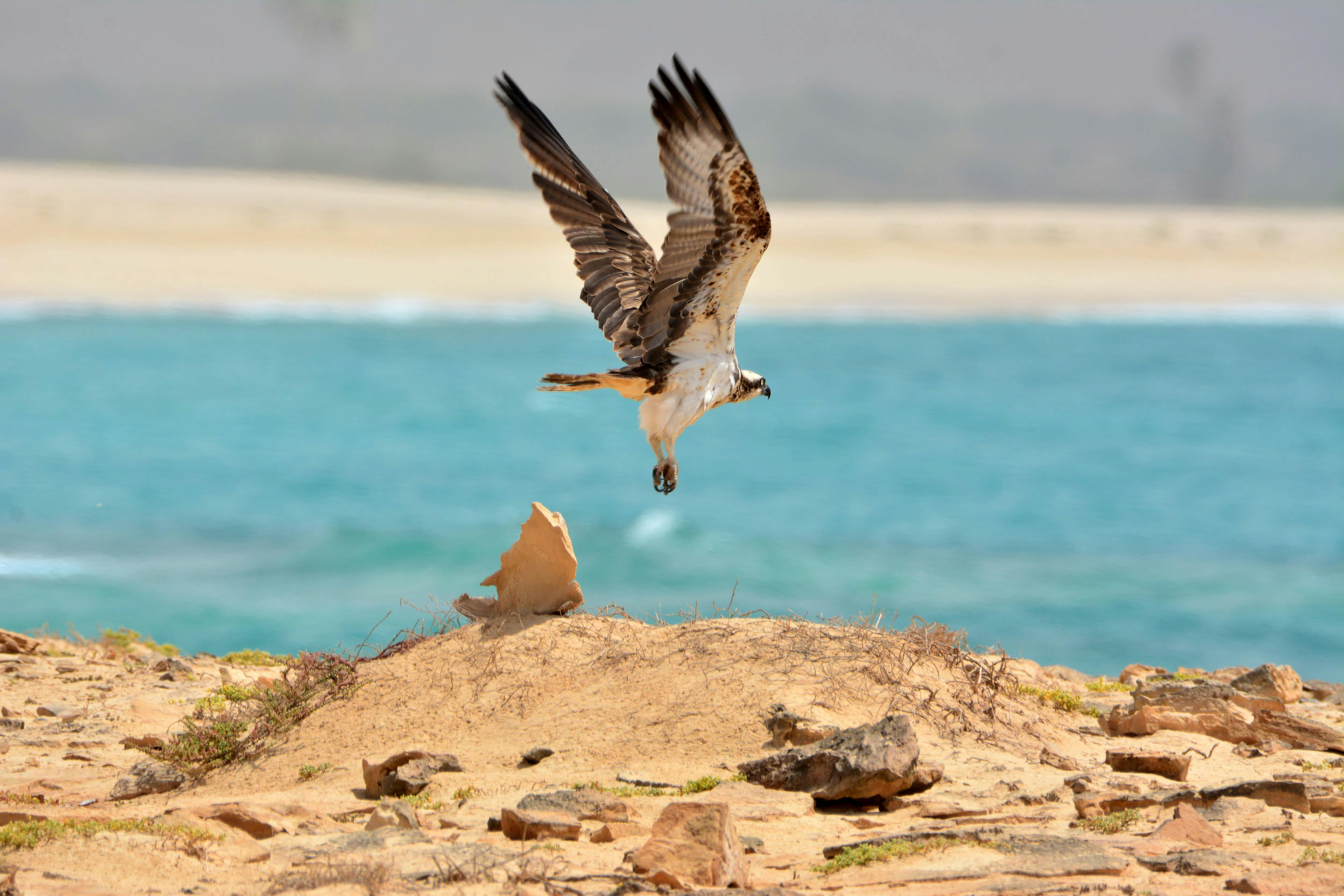 Boa Vista Birdwatching Experience