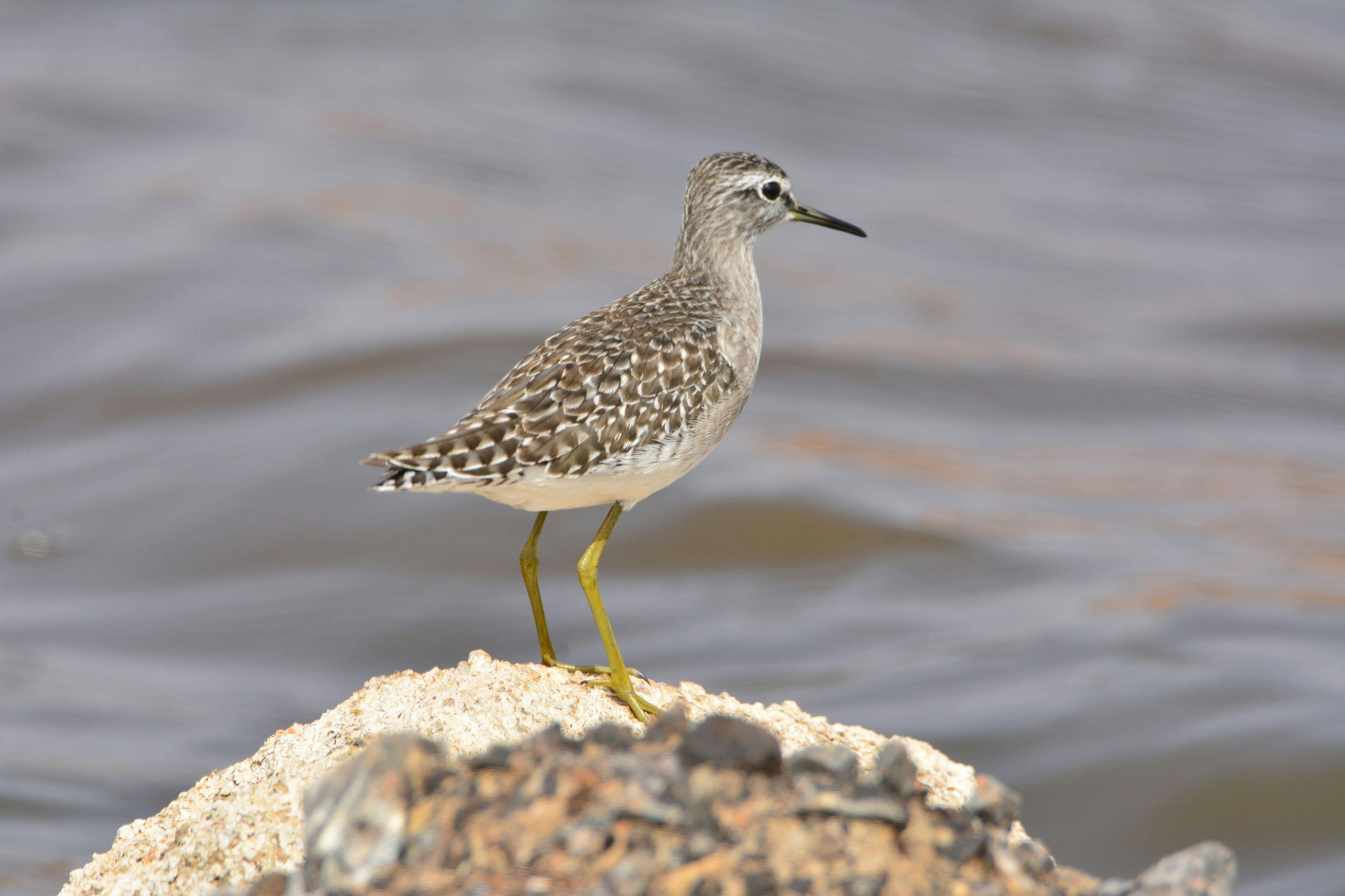 Boa Vista Birdwatching Experience