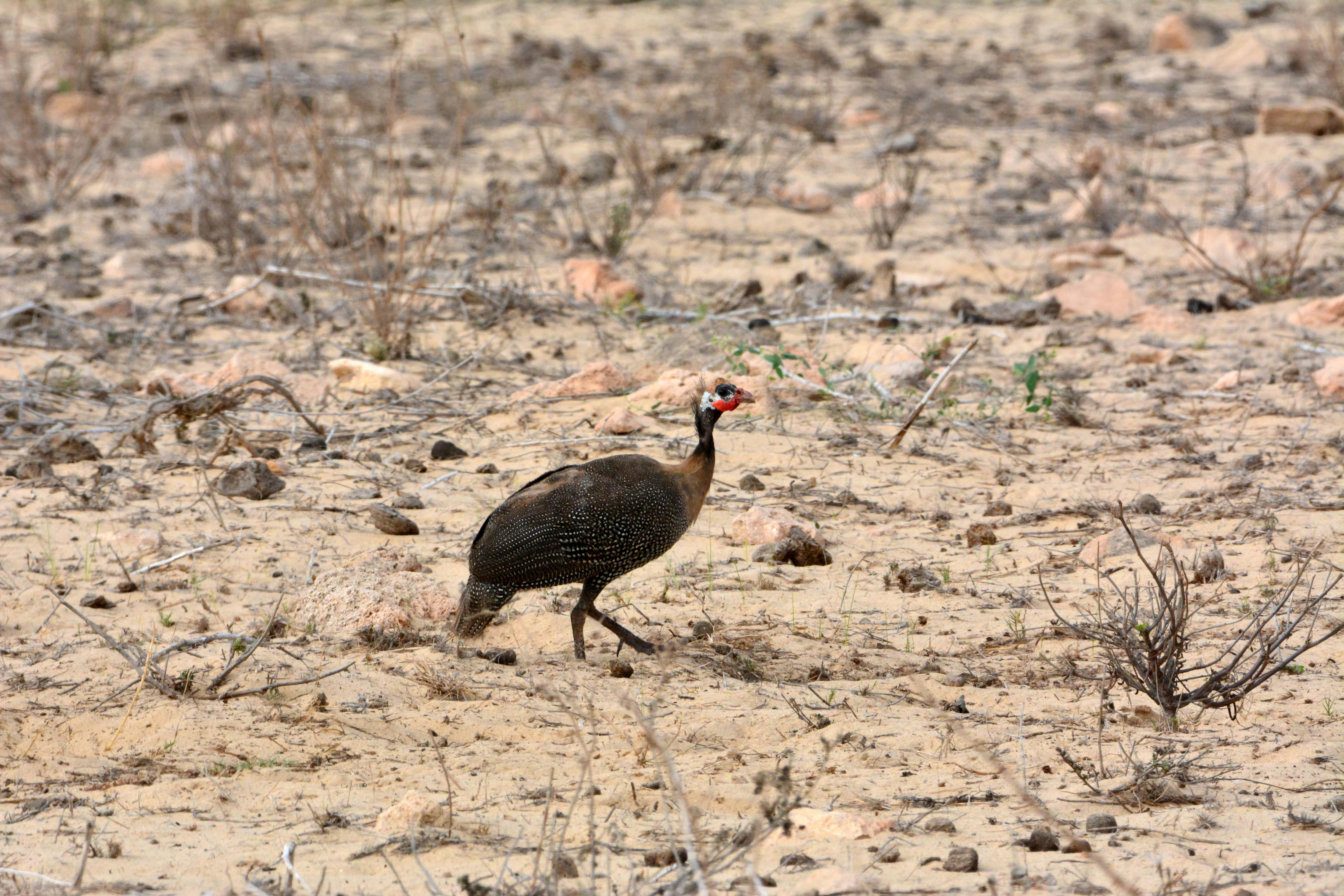 Boa Vista Birdwatching Experience