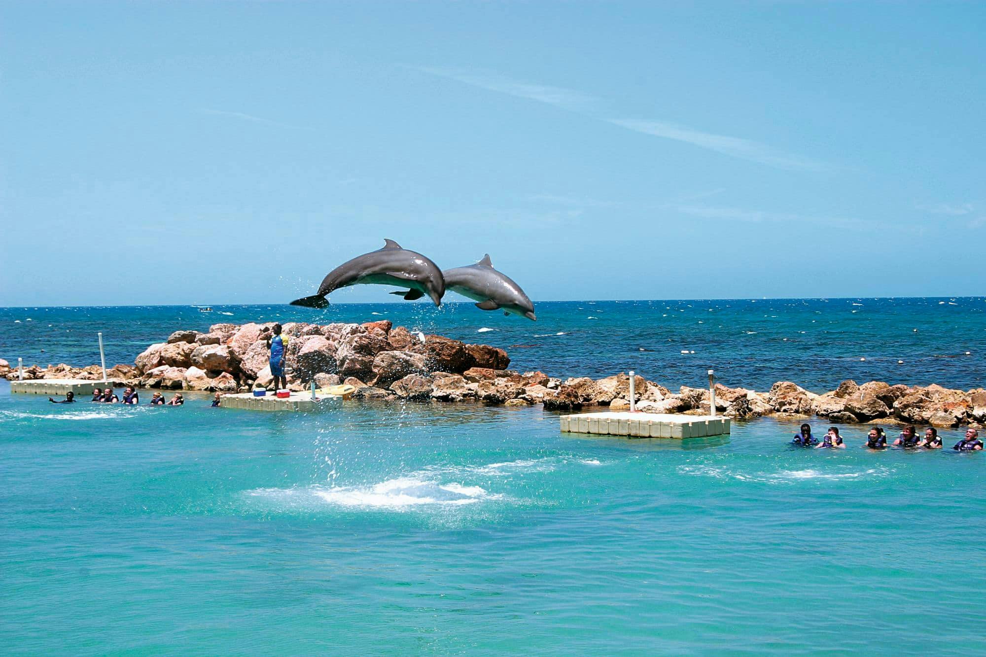 Dolphin Cove Ocho Ríos y parque de aventuras Yaaman