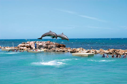 Dolphin Cove Ocho Rios i Yaaman Adventure Park