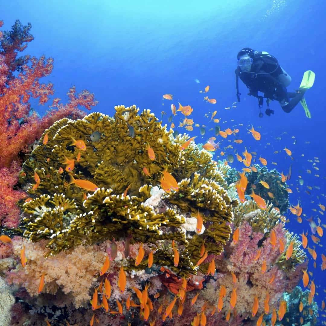 Phi Phi Islands Scuba Diving Tour