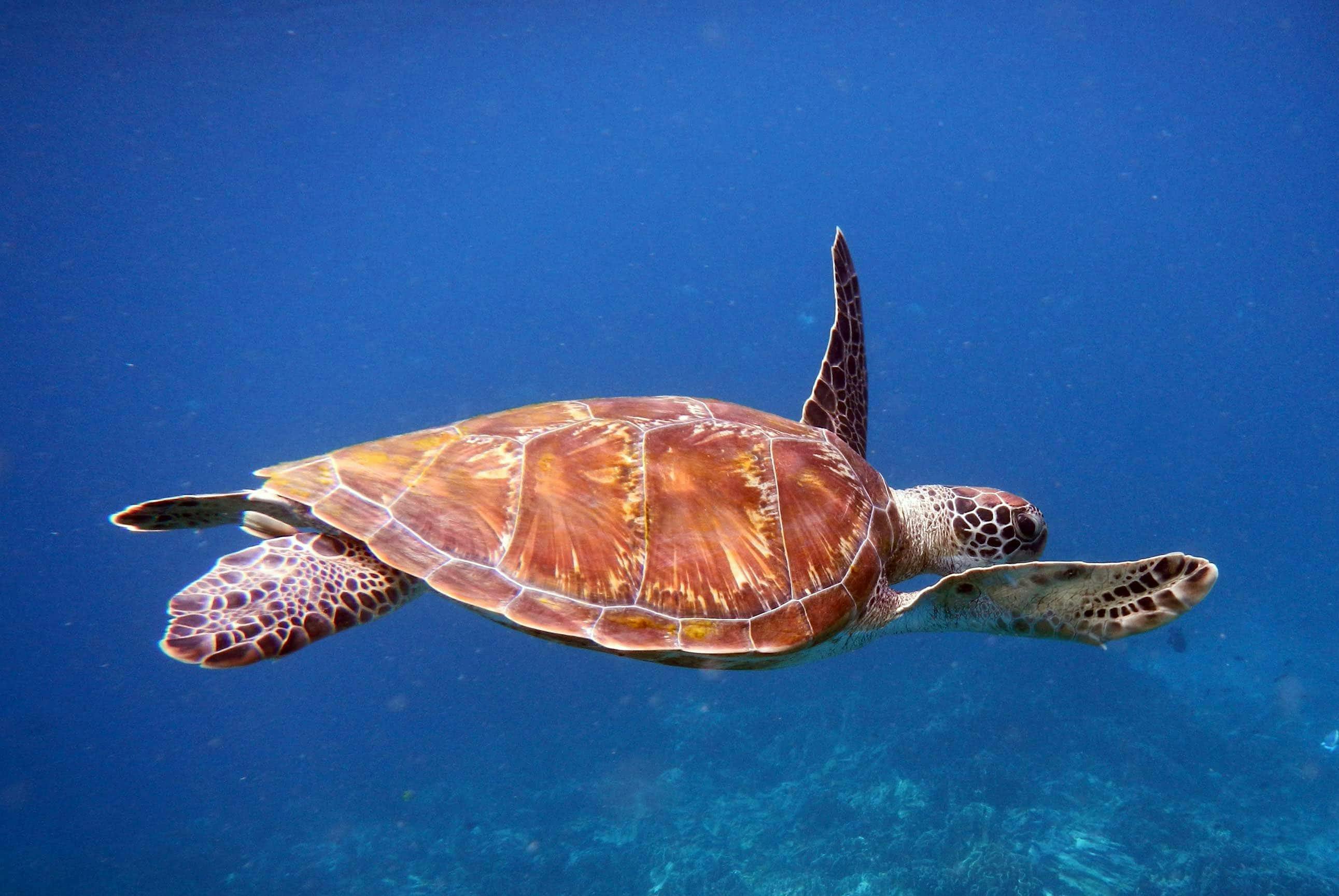 Speedboat Tour of Similan Islands