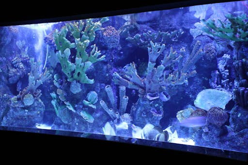 Antalya Aquarium with Shuttle