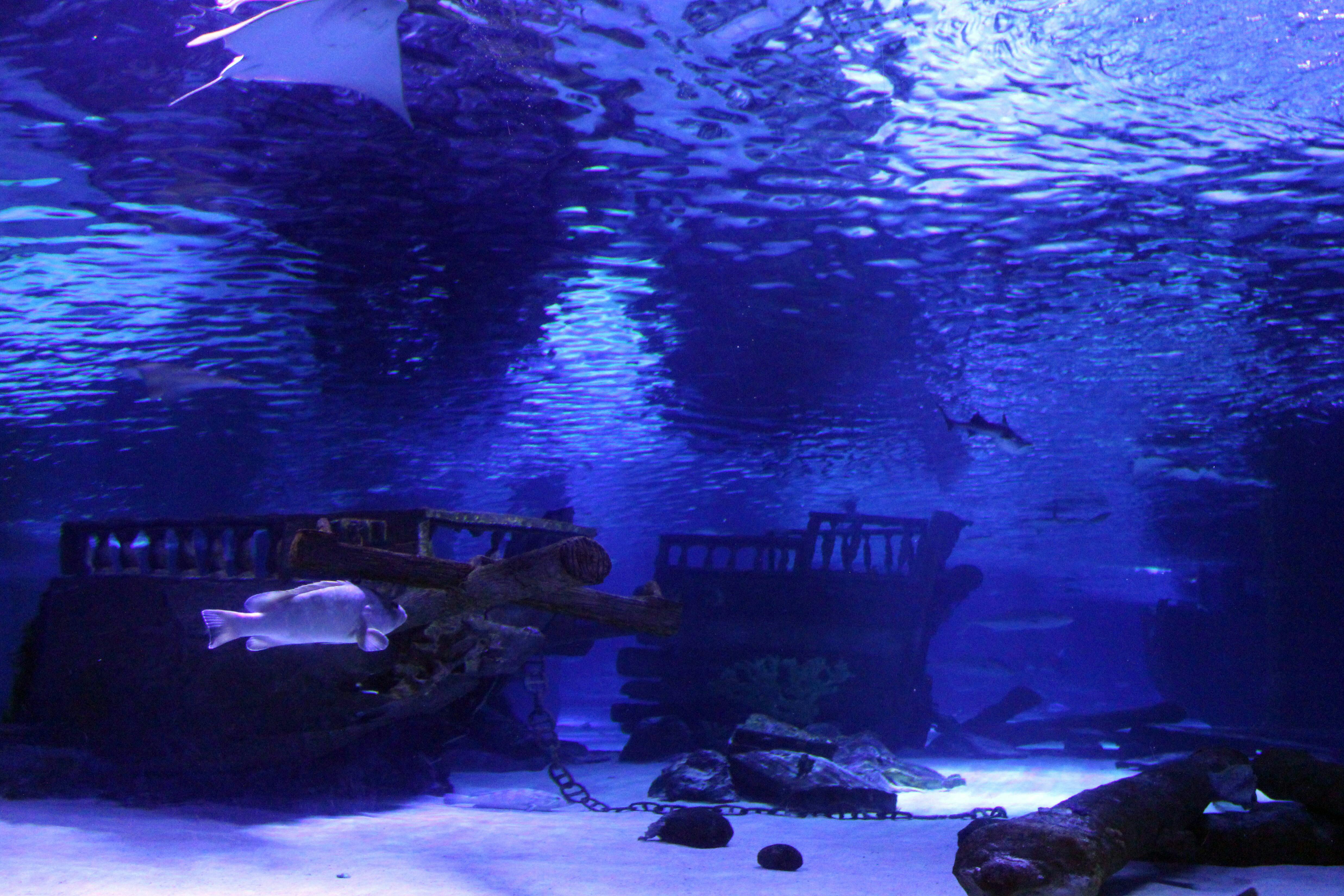 Antalya Aquarium with Shuttle