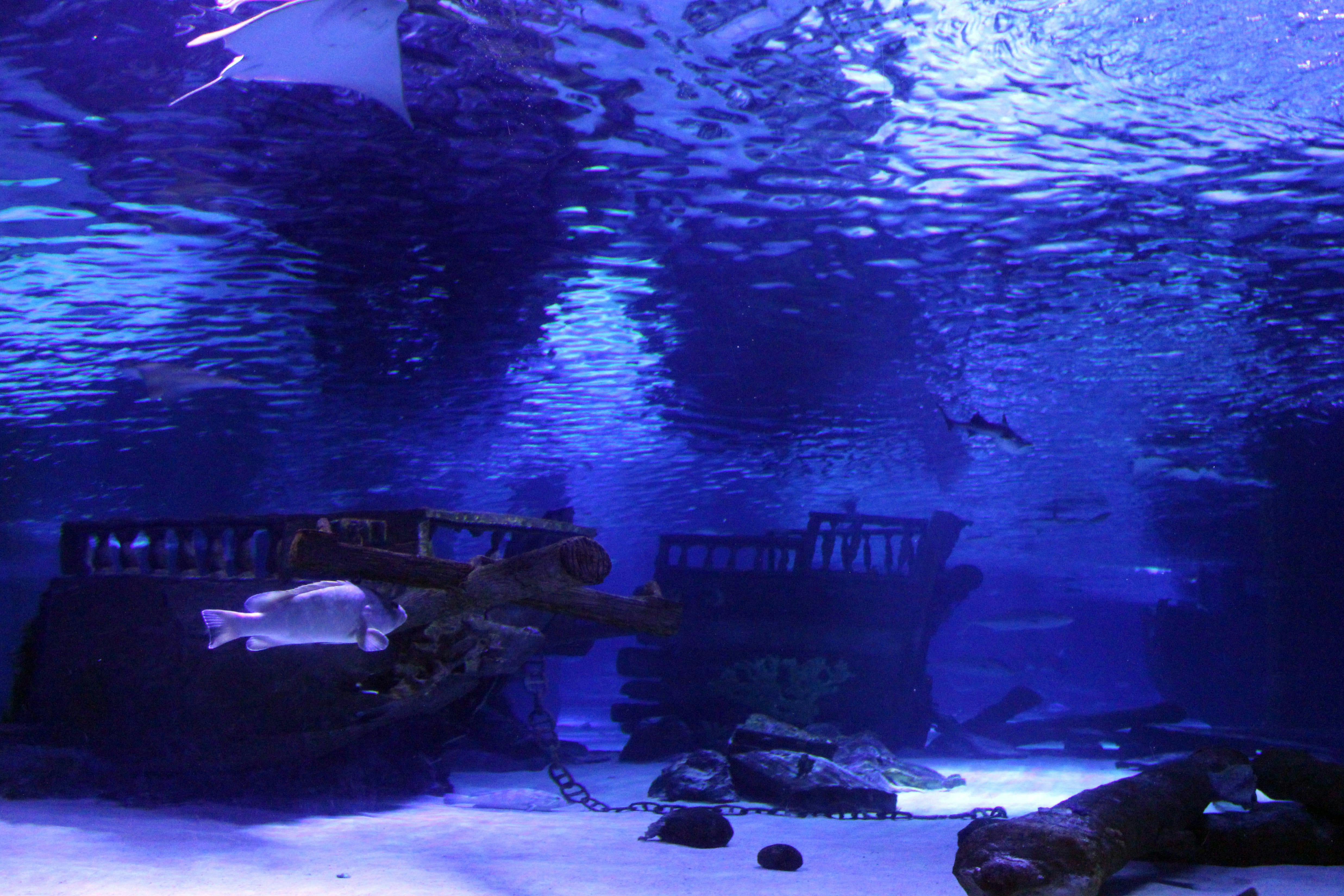 Antalya Aquarium Ticket
