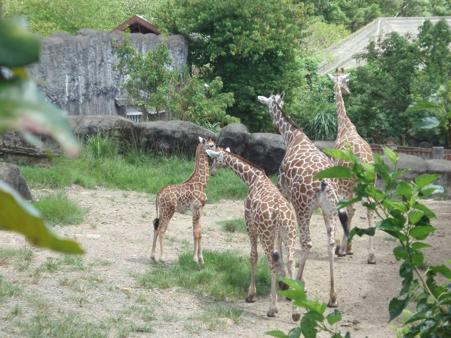 what time taipei zoo opens