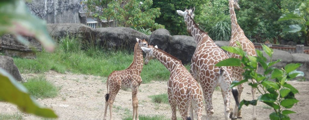 Zoo w Tajpej