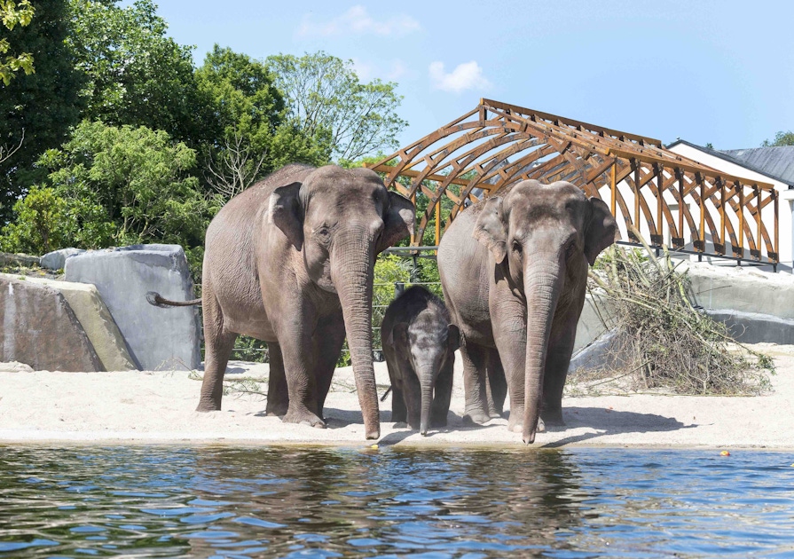 Зоо со. Зоопарк Артис в Амстердаме. Зоопарк Artis Royal Zoo. Амстердамский зоопарк. Зоопарк Artis Royal Zoo Амстердам.