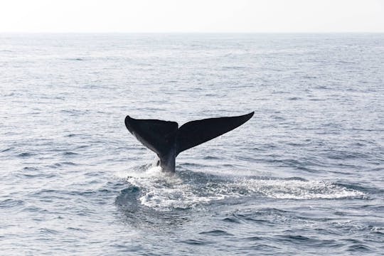 Whale Watching Tour with La Farola & Bacardi Island