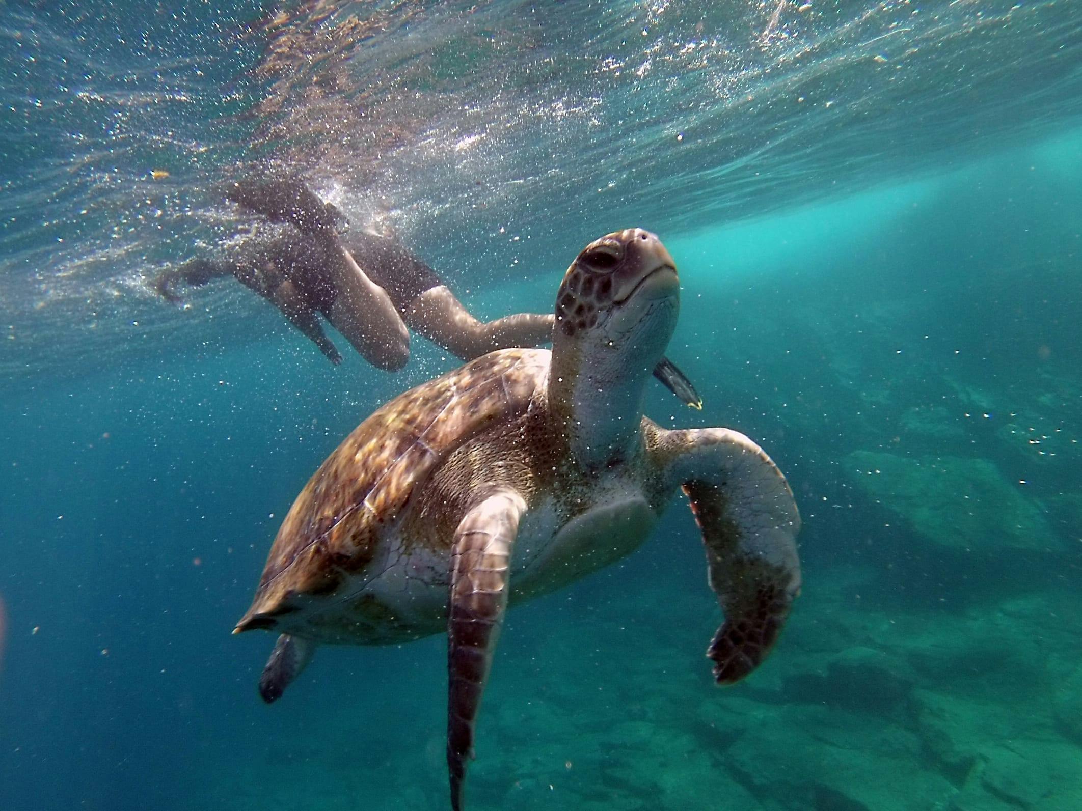 Tenerife Kayak & Snorkelling Tour