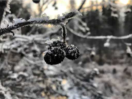 fareharbor-gohikealaska|248018-453103