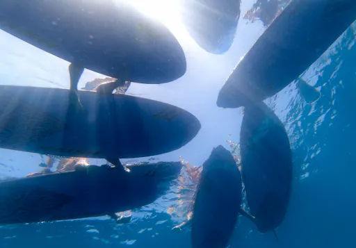 Southwest Gran Canaria Stand-up Paddle & Surf Activities