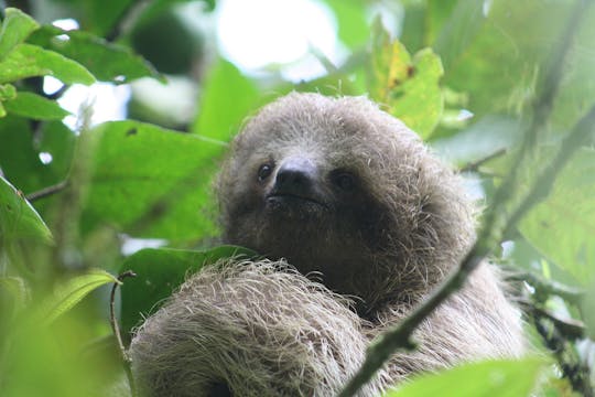 Sloth Adventure Tour