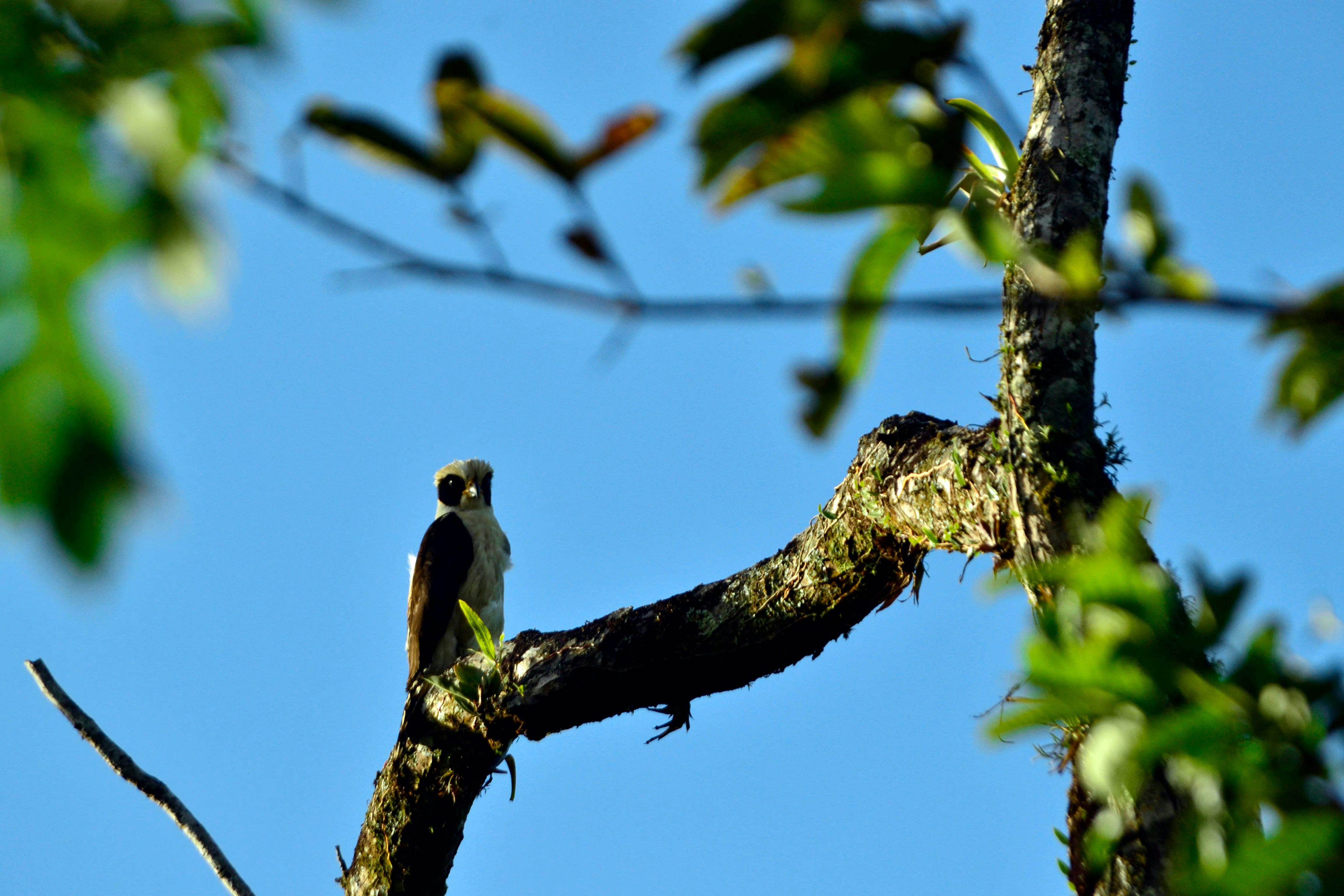 Arenal Volcano National Park Tour