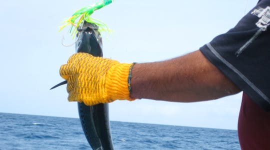 Full-day shared sportfishing charter in Hollywood