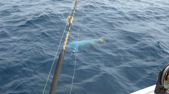 Private 4-hour big game fishing trip in Hollywood