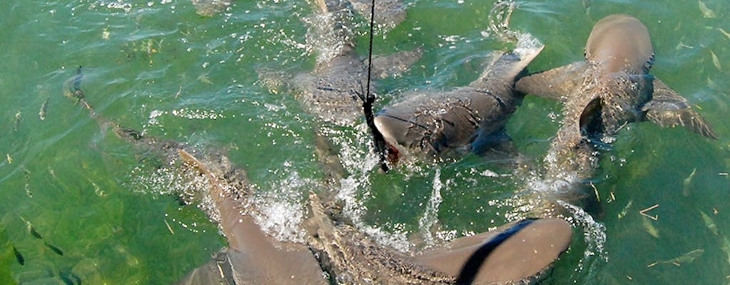 Shark & Wildlife Ecotour in Key West