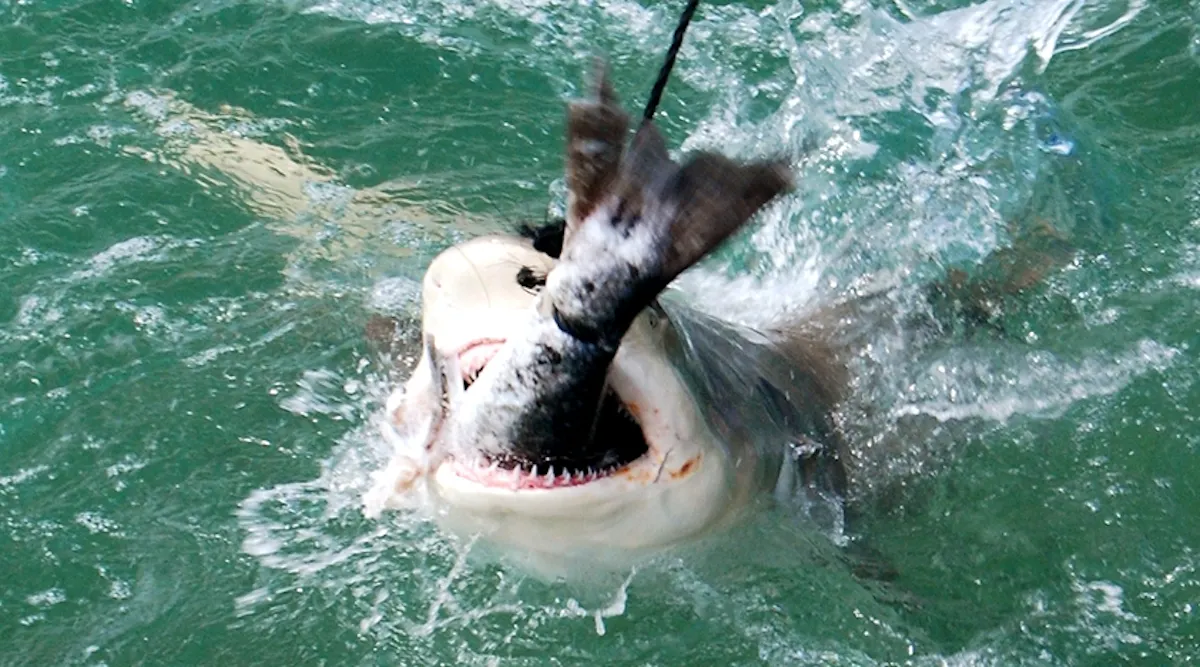 peek-5nyIIRX6Q5y7aDSR9AIY