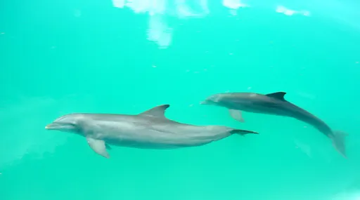 peek-68eucPHvTGSkjA37Rt01