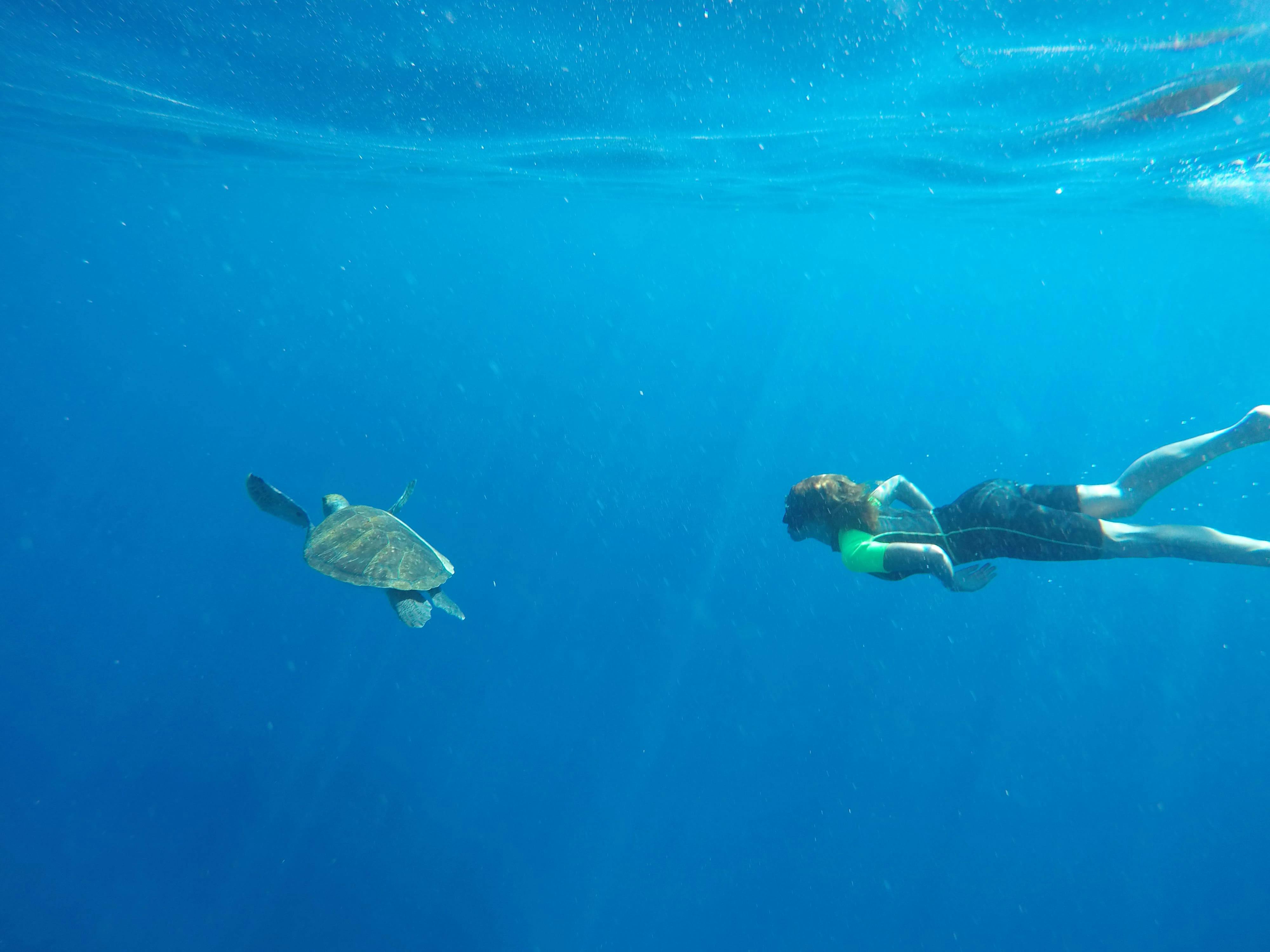 Tenerife Stand-up Paddle & Snorkelling Tour