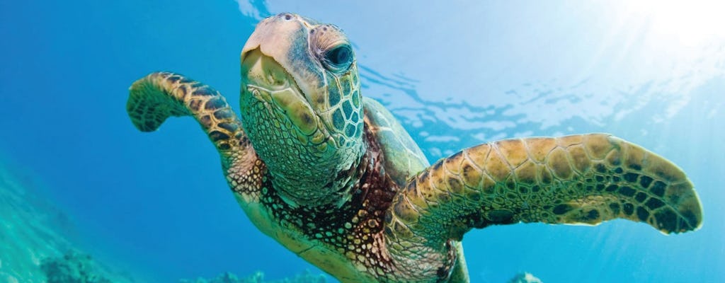 Excursão de mergulho com snorkel no Havaí com almoço