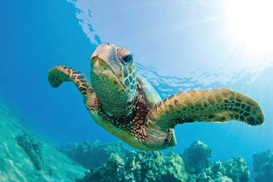 Excursão de mergulho com snorkel no Havaí com almoço