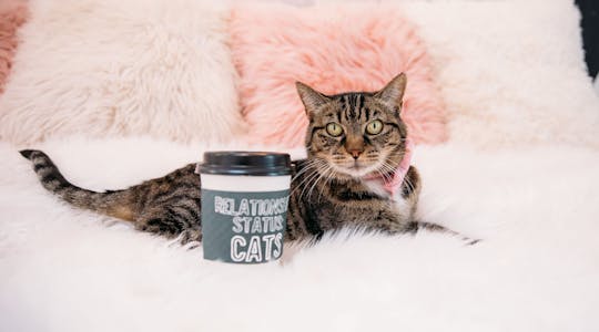 Kattencafé-ervaring van 70 minuten in Washington DC