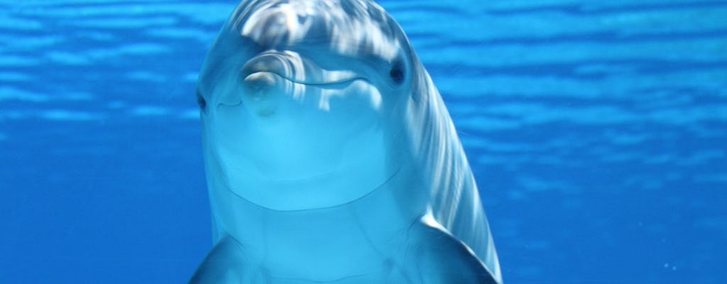 90-minutowa wycieczka delfinami z plaży Bradenton