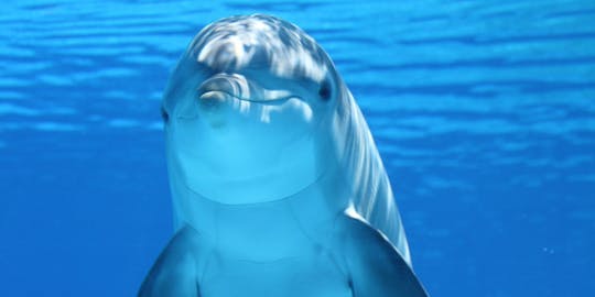 Croisière d'observation des dauphins de 90 minutes au départ de Bradenton Beach