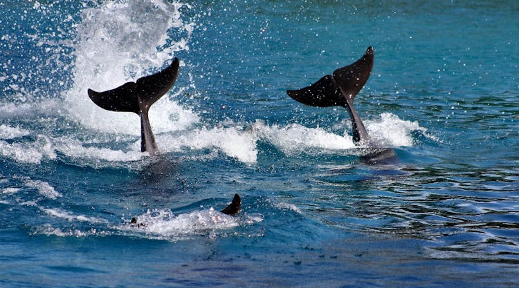 90-minute dolphin-watching cruise from Bradenton Beach