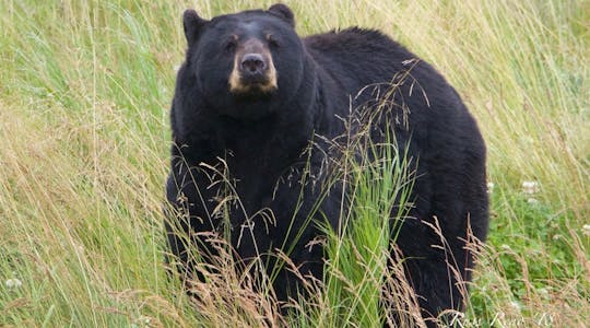 Full-day Anchorage city, glacier and wildlife conservation center tour