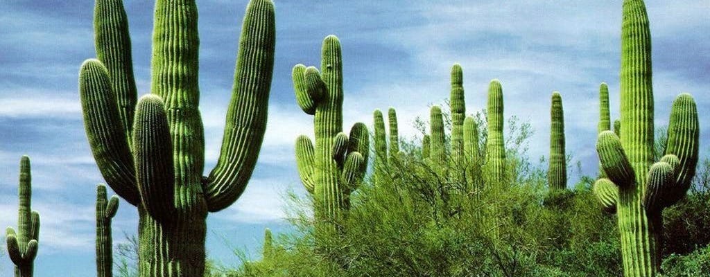 Caminata por el desierto de Sonora en Arizona desde Scottsdale